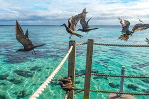 Nơi trú ẩn cứu loài chim biển khỏi tuyệt chủng