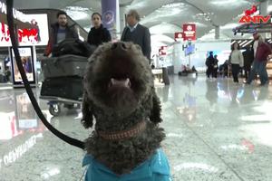  “Liệu pháp thú cưng” tại sân bay Istanbul, Thổ Nhĩ Kỳ