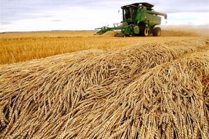  EU cân nhắc đánh thuế ngũ cốc nhập khẩu từ Nga, Belarus