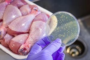 Chuyên gia nói về mối nguy hiểm của khuẩn salmonella