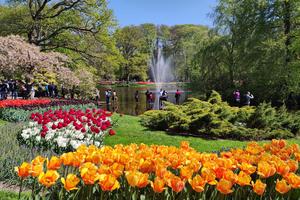 Vườn hoa tulip lớn nhất thế giới mở cửa đón khách
