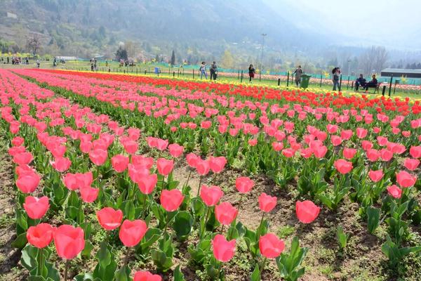 Vườn hoa Tulip lớn nhất châu Á mở cửa đón khách