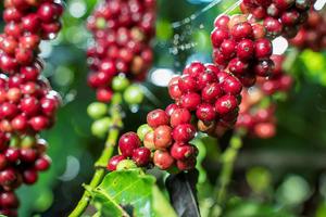 Giá cà phê Việt Nam tăng vọt lên mốc lịch sử 100.000 đồng/kg