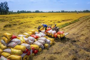 Việt Nam trúng thầu 108.000 tấn gạo xuất sang Indonesia