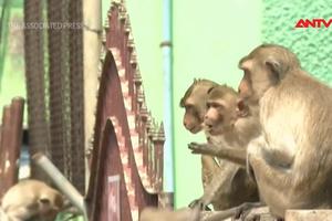 Thái Lan tìm cách kiểm soát khỉ hoang
