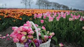 Ngắm nhìn cánh đồng hoa tulip rực rỡ ở Anh