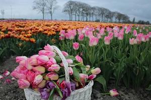 Ngắm nhìn cánh đồng hoa tulip rực rỡ ở Anh