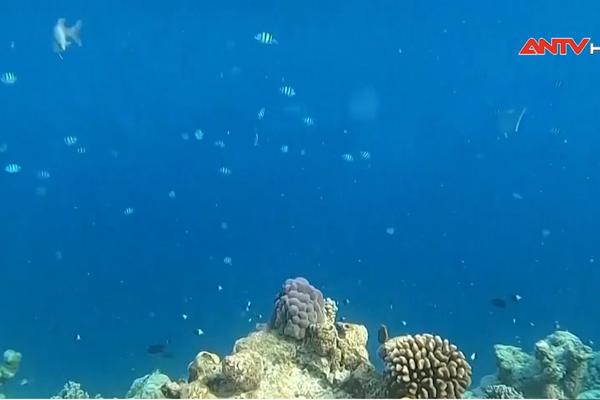 Thế giới đang chứng kiến đợt tẩy trắng san hô lớn thứ 2 trong thập kỷ