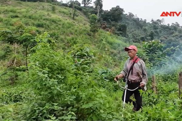 Quảng Bình: Phục hồi rừng bằng cây bản địa 