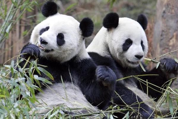 Trung Quốc gửi một cặp gấu trúc đến vườn thú Mỹ