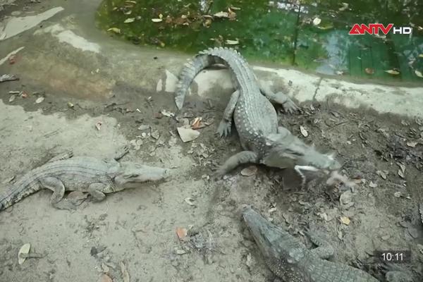 Chiến dịch nhân giống giúp cá sấu Xiêm ra khỏi bờ vực tuyệt chủng