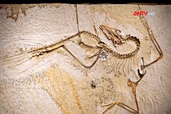 Trưng bày hóa thạch chim thủy tổ