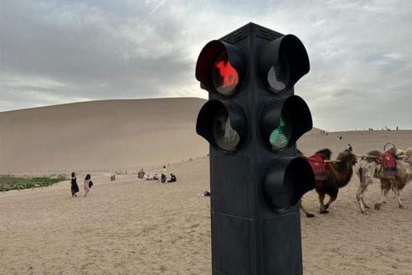 Đèn giao thông dành cho lạc đà ở Trung Quốc