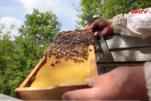 Biến đổi khí hậu đe dọa sự phát triển của loài ong ở Bosnia