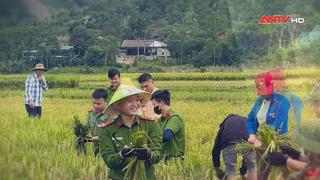 Giúp nhân dân thu hoạch lúa mùa