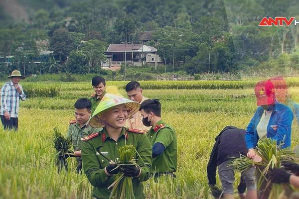 Giúp nhân dân thu hoạch lúa mùa