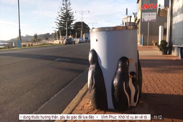 Gìn giữ những thùng rác chim cánh cụt tại Australia