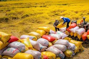Tăng giá trị cho ngành lúa gạo Đắk Lắk