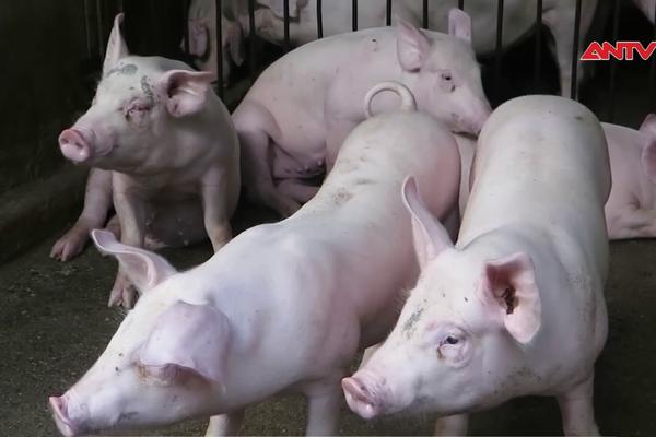 Quyết liệt kiểm soát bệnh dịch tả lợn châu Phi