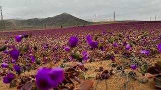 Hoa dại khoe sắc ở sa mạc Atacamac