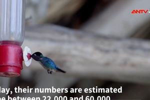 Thiên đường của loài chim nhỏ nhất thế giới