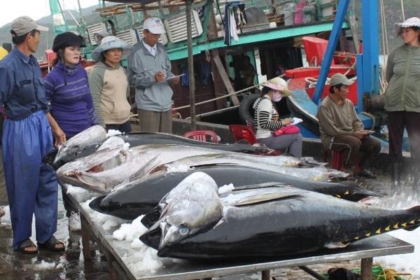 Các nhóm mặt hàng cá ngừ xuất khẩu đều tăng 