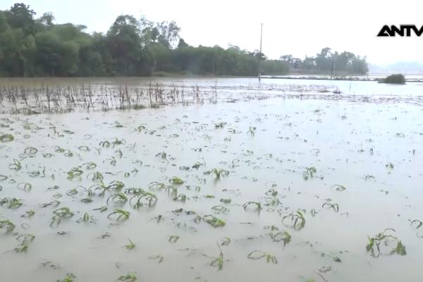 Gần 40.000 ha cây trồng bị ngập úng do ảnh hưởng mưa bão