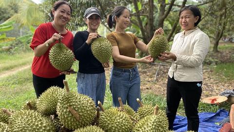 Trải nghiệm vườn sầu riêng Vietgap