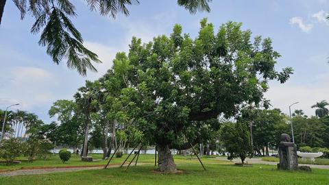 Hồi sinh màu xanh sau bão