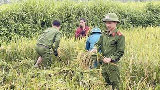  Công an huyện Quỳ Châu giúp dân thu hoạch lúa sau mưa bão