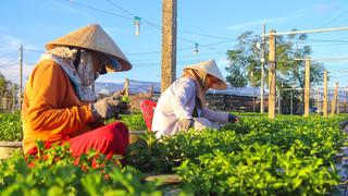 Đà Nẵng: Vùng trồng hoa chuyên canh vào vụ Tết