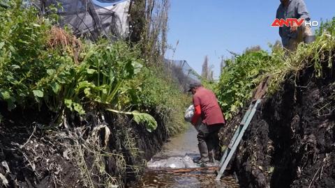 Mexico: Trang trại nổi bị đe dọa trước quá trình đô thị hóa