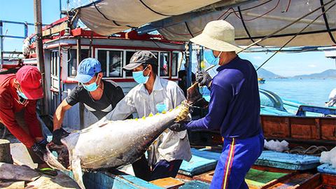 Thành phố Cam Ranh nỗ lực chống khai thác IUU