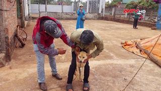 Bị chó nhà cắn, bé gái 4 tuổi tử vong