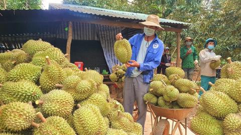 Việt Nam chính thức trở thành 'vua sầu riêng' thế giới