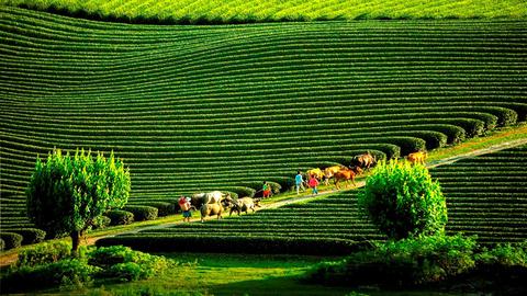 Cao nguyên Mộc Châu thu hút khách du lịch