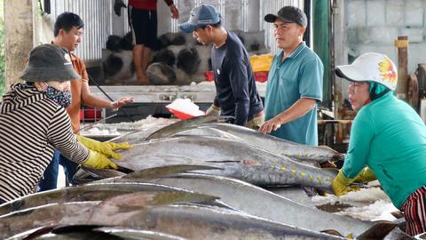 Ngư dân Phú Yên trúng mùa cá ngừ sau chuyến biển Tết