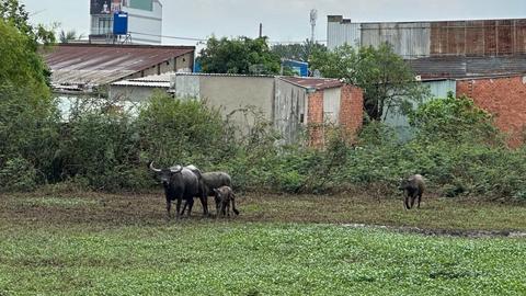 Chọc ghẹo trâu mẹ, 2 người đàn ông bị húc bị phải cấp cứu 