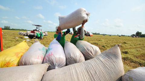 Giá gạo Việt Nam tăng trở lại