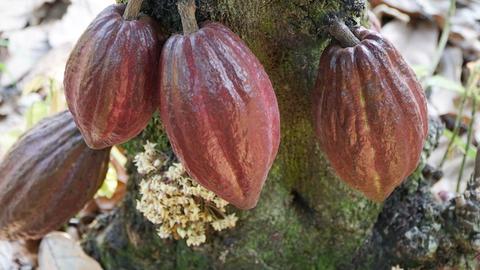 Giá cacao tăng cao kỷ lục