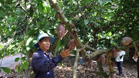 Giá ca cao tăng kỷ lục