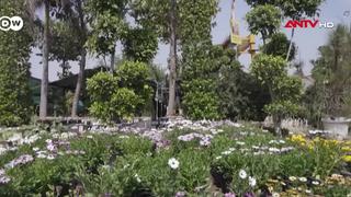 Lan tỏa xu hướng trồng cây xanh ở Ấn Độ