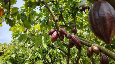 Giá ca cao tăng vọt, nông dân phấn khởi