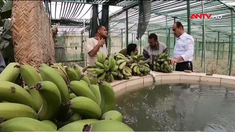Ăn chuối tốt cho sức khỏe tim mạch