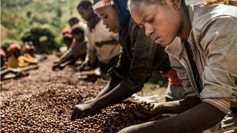 Thúc đẩy bình đẳng giới ở Uganda bằng nghề trồng cà phê đặc sản