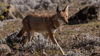 Những kiểm lâm bảo vệ động vật hoang dã ở Ethiopia