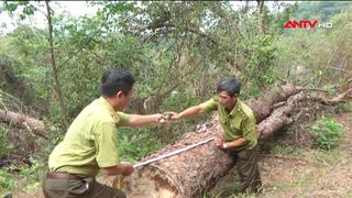 Phát hiện một vụ phá rừng sản xuất ở Buôn Ma Thuột 