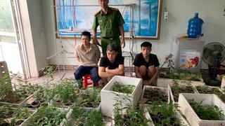 Hải Phòng: Tạm giữ đối tượng trồng cây cần sa tại nhà