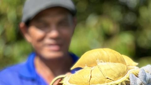 EU sắp thanh tra sầu riêng Việt Nam