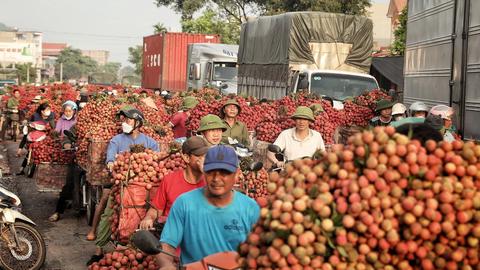 Bắc Giang đẩy mạnh đa kênh xúc tiến thương mại vải thiều